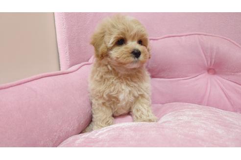 成約済の埼玉県のマルプー:マルチーズ×トイプードル-138123の3枚目